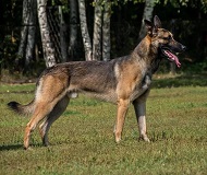 Attaka